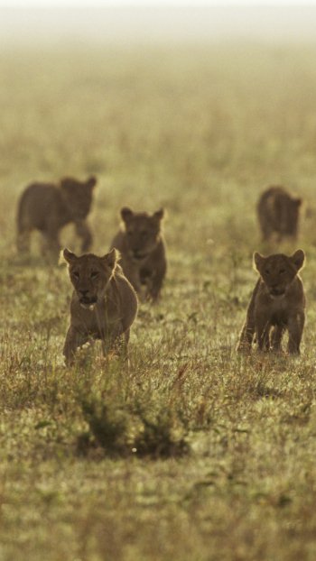 baby animal Animal lion Phone Wallpaper