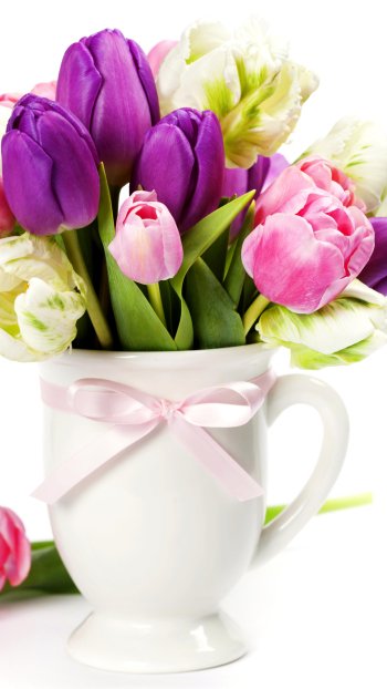  Tulips in a Cup