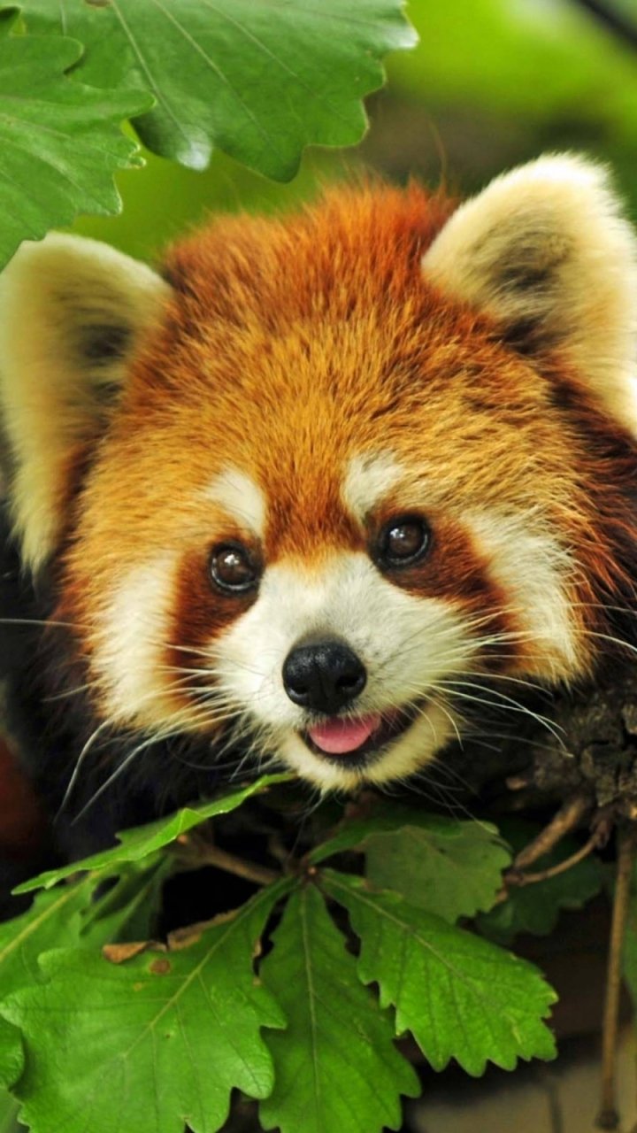 Cute red panda peeking from tree foliage, tongue out, charming animal portrait as a phone wallpaper.