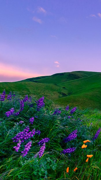  Purple Flowers in Meadow