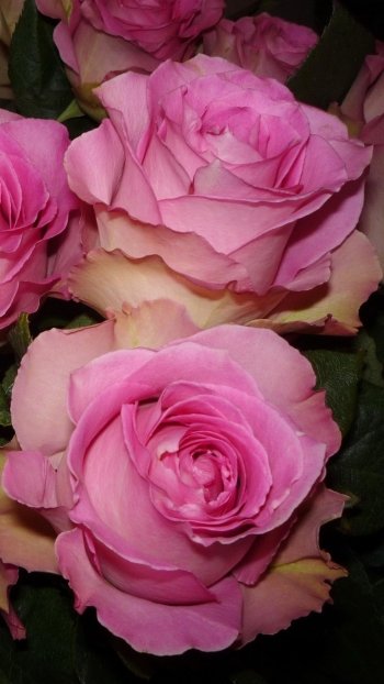 pink flower flower earth nature rose Phone Wallpaper