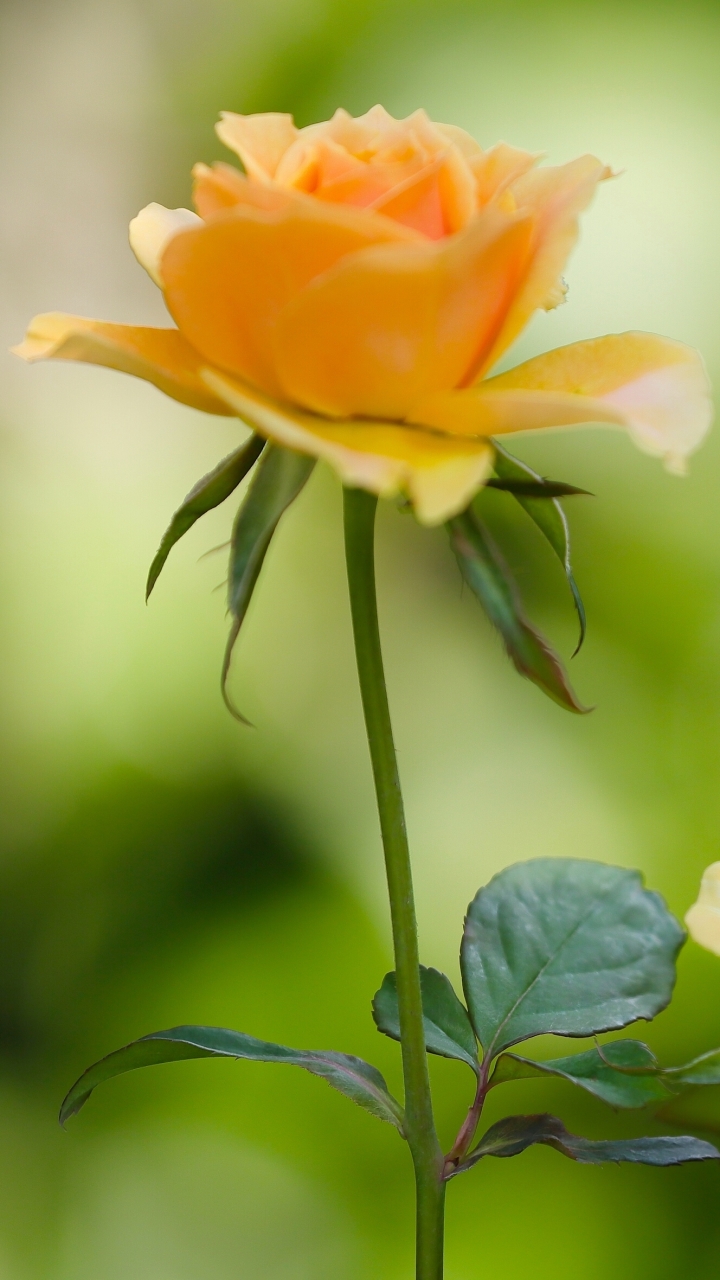 Hình nền  Vĩ mô màu vàng Cánh hoa bông hồng thực vật giọt Sản xuất  Nhà máy đất thực vật có hoa Đóng lên Chụp macro Thân cây Hoa hồng vườn