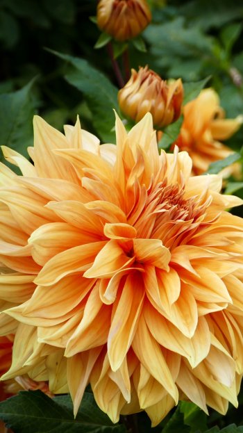  Orange Dahlias