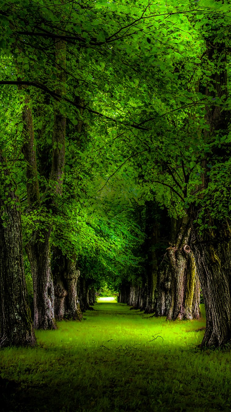 Phone wallpaper showing a tree-lined park path beneath a vivid green canopy, earthy trunks framing a nature-filled corridor toward a sunlit clearing.