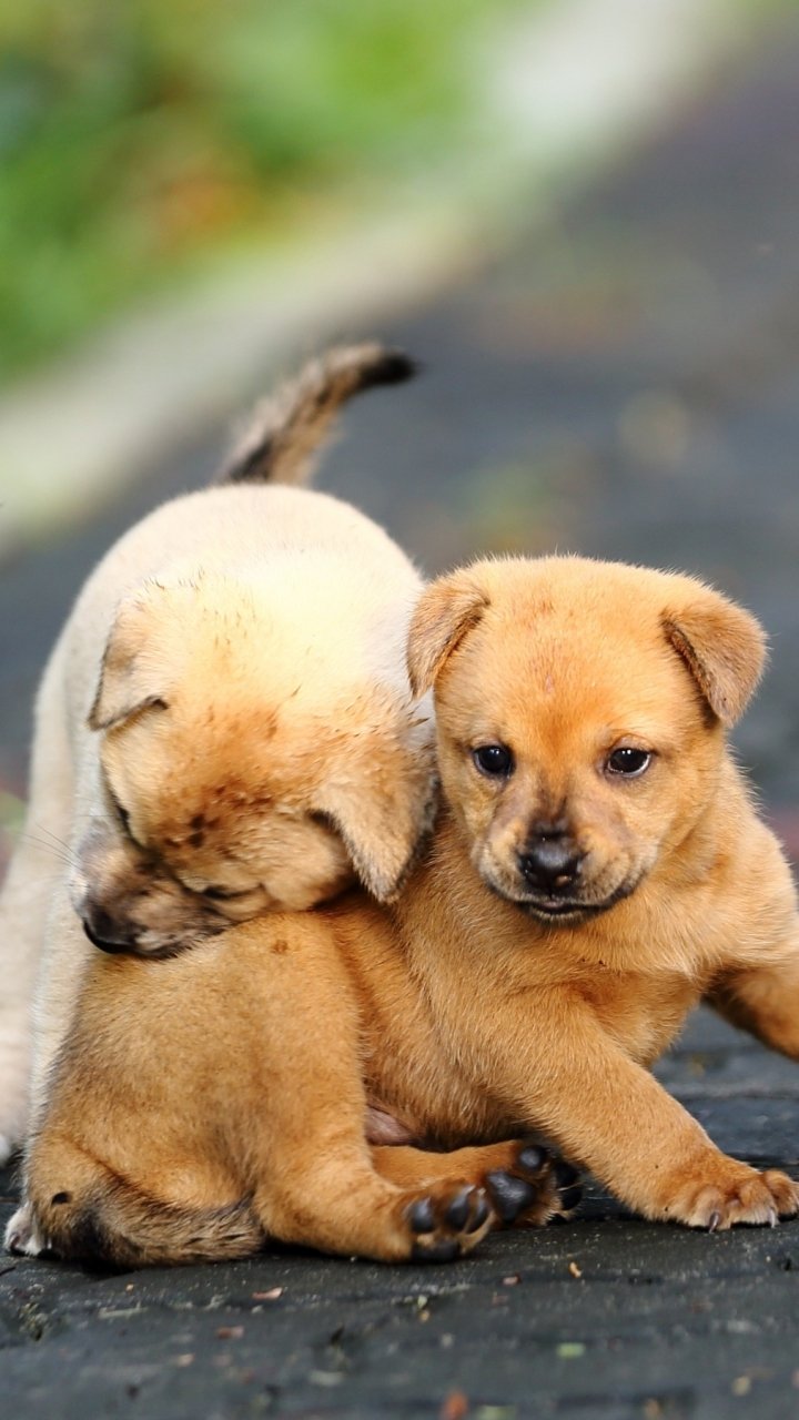 Phone wallpaper of animal puppies: three small brown puppies cuddling on a path, two nuzzling while one gazes at the camera.