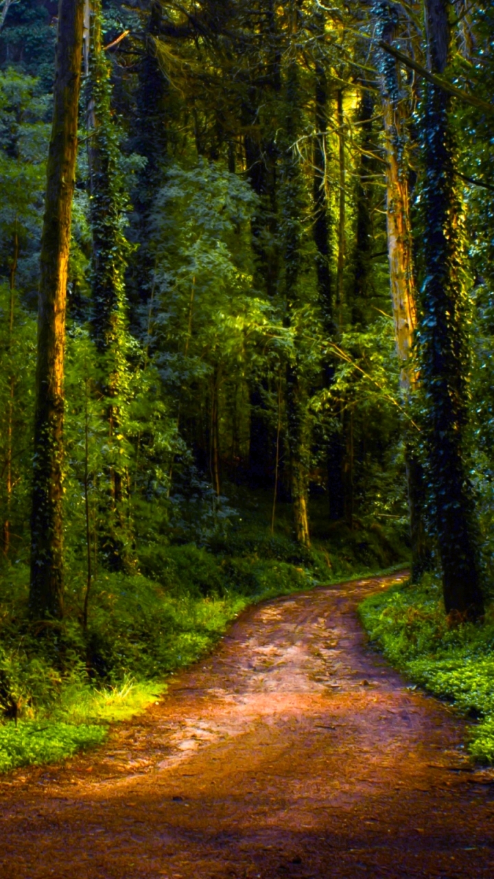 Dirt Path in Green Forest