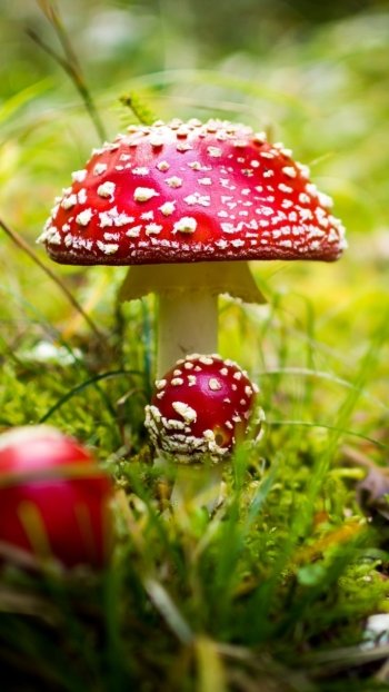 fall close-up grass nature mushroom Phone Wallpaper