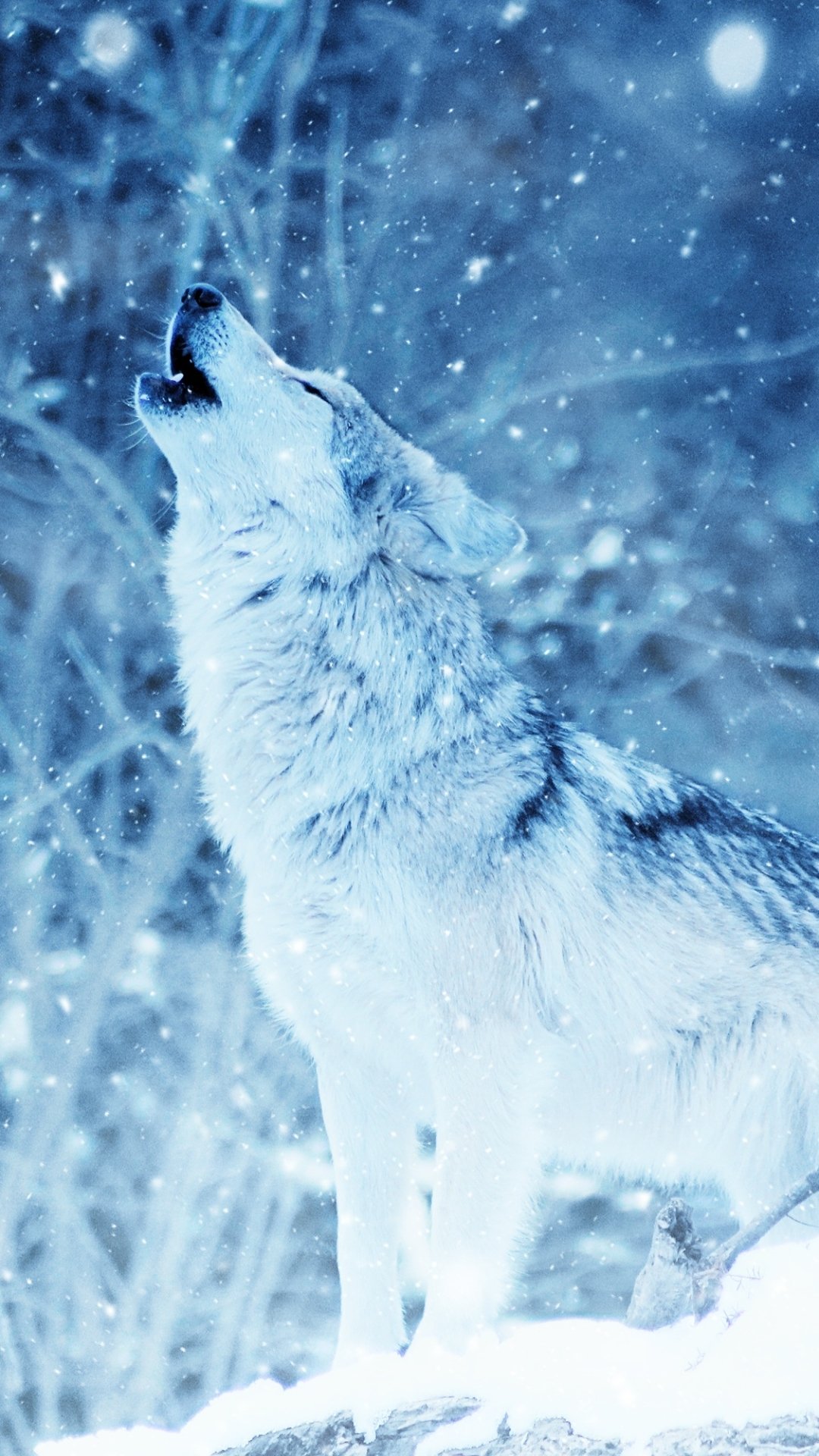 Download Howling Snowfall Winter Animal Wolf Phone Wallpaper