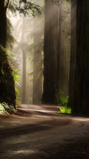  Sun Shining in Redwood Forest