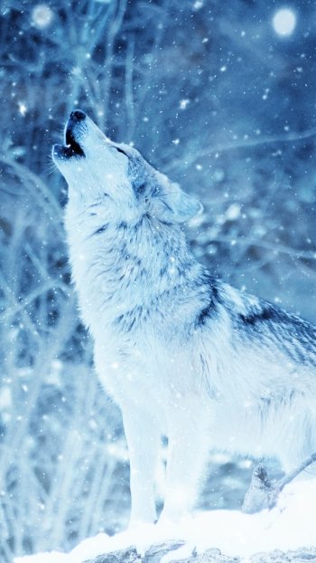  Wolf Howling in the Winter Snow by ractapopulous