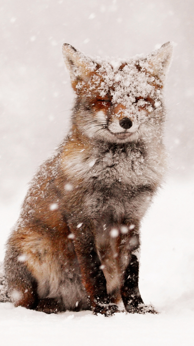 Red Fox in a Snowstorm