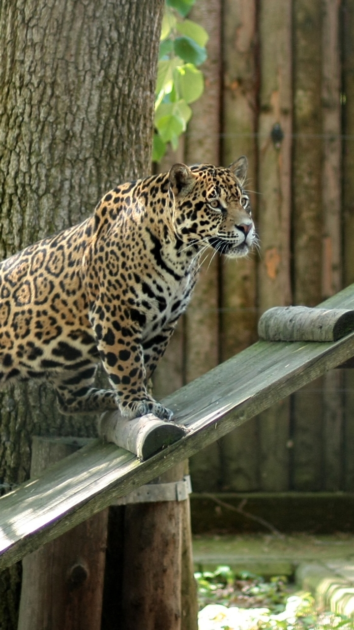 A jaguar in zoo by AdinaVoicu