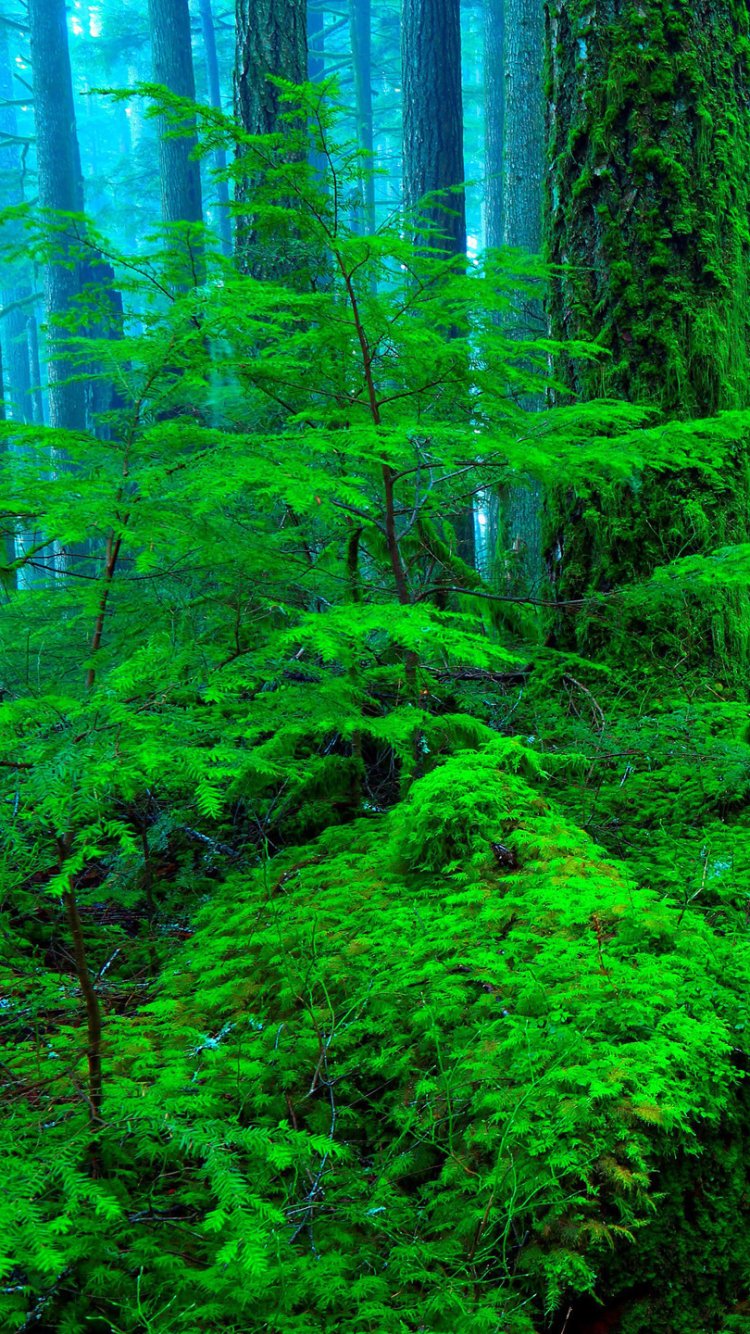 Download Fog Forest Nature Path Phone Wallpaper