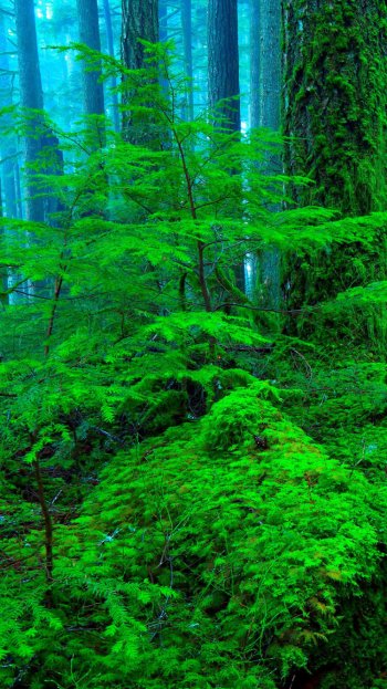  Misty Green Forest by Randall J. Hodges