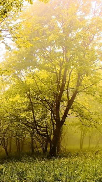 fog tree nature forest Phone Wallpaper