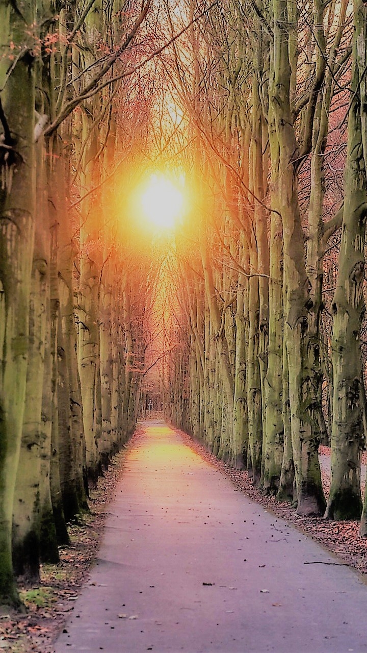 Tree-Lined Road at Sunset
