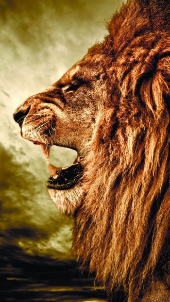 Animal lion Phone Wallpaper