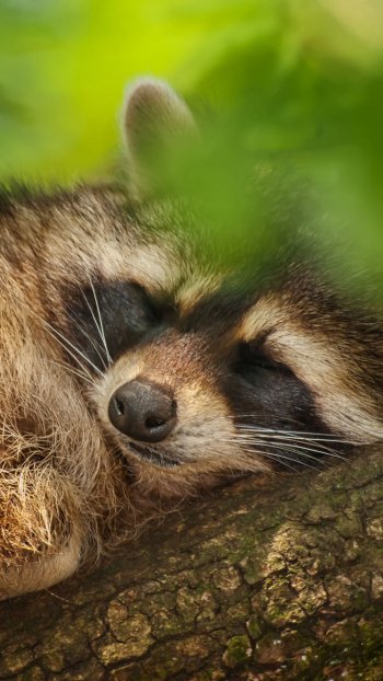Animal raccoon Phone Wallpaper
