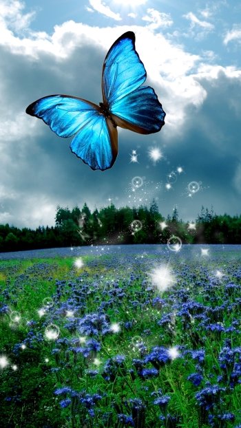  Butterfly in Flower Field