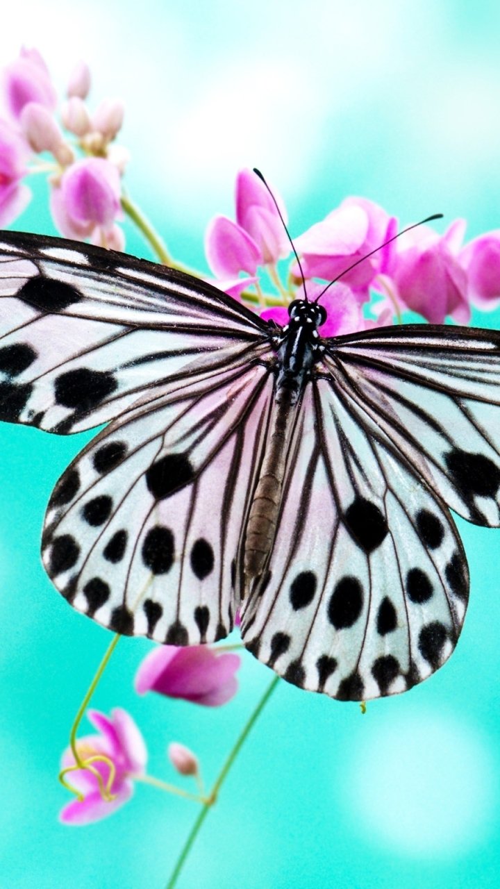 Download Animal Butterfly Phone Wallpaper