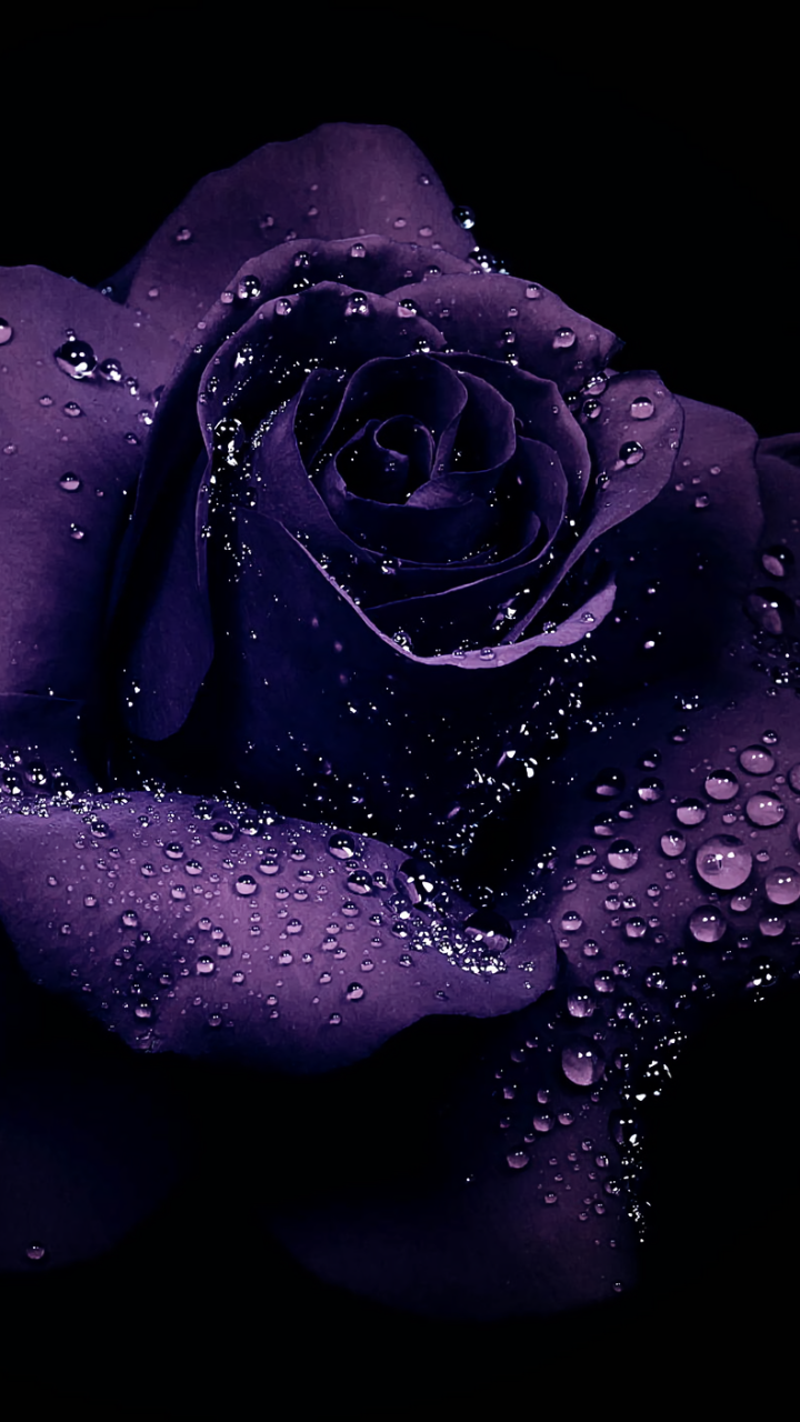Dew Drops on Purple Rose