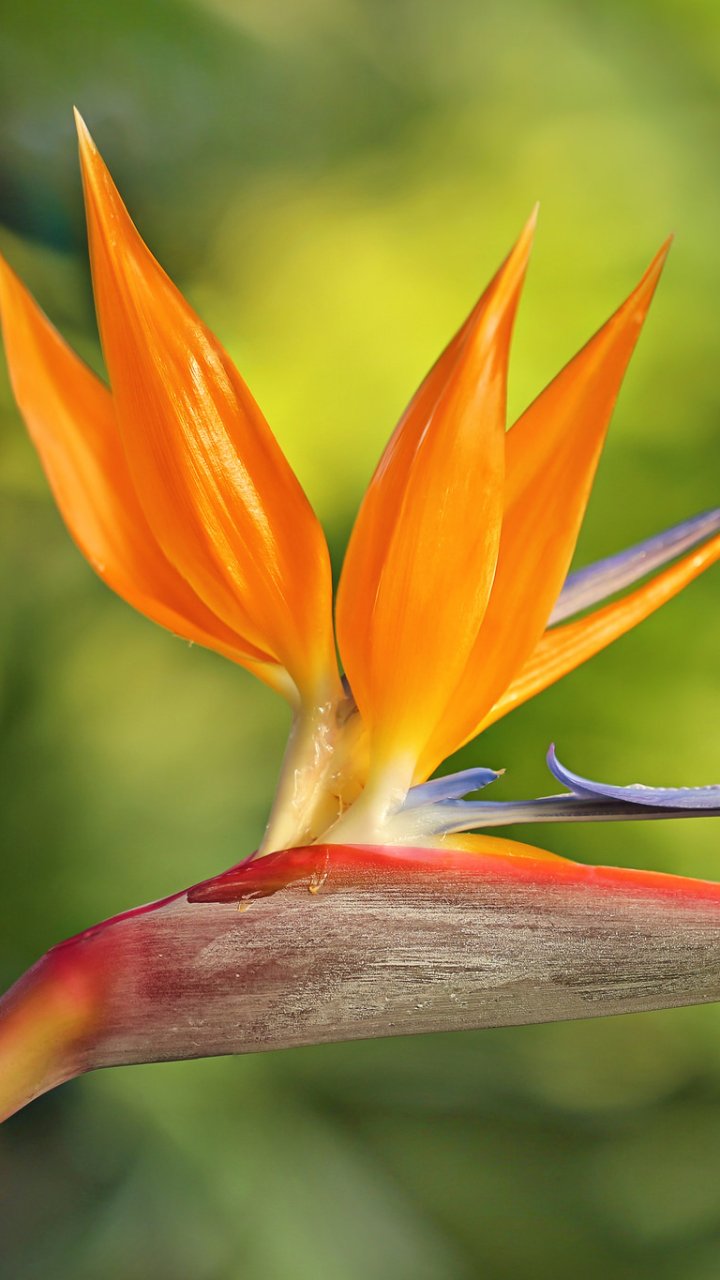 Bird Of Paradise Phone Wallpapers