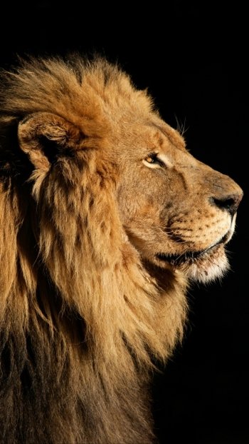 Animal lion Phone Wallpaper