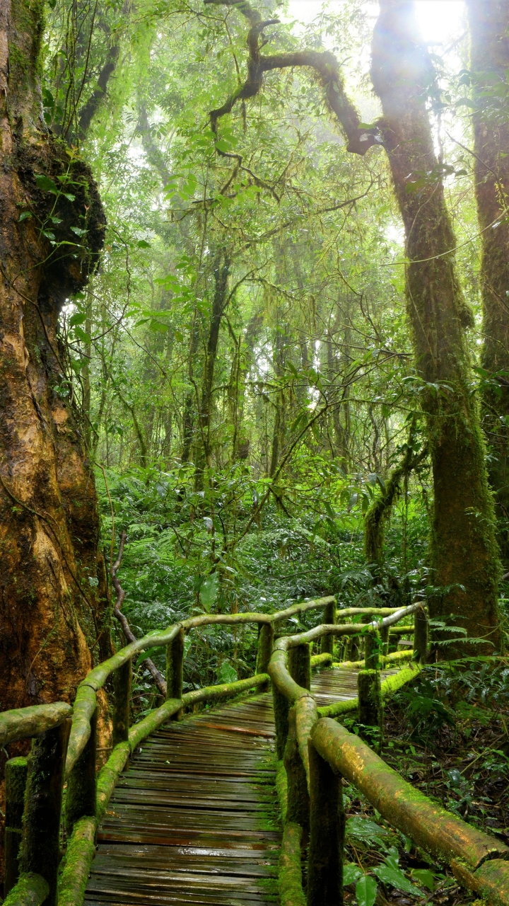 Wooden Bridge in Tropical Forest