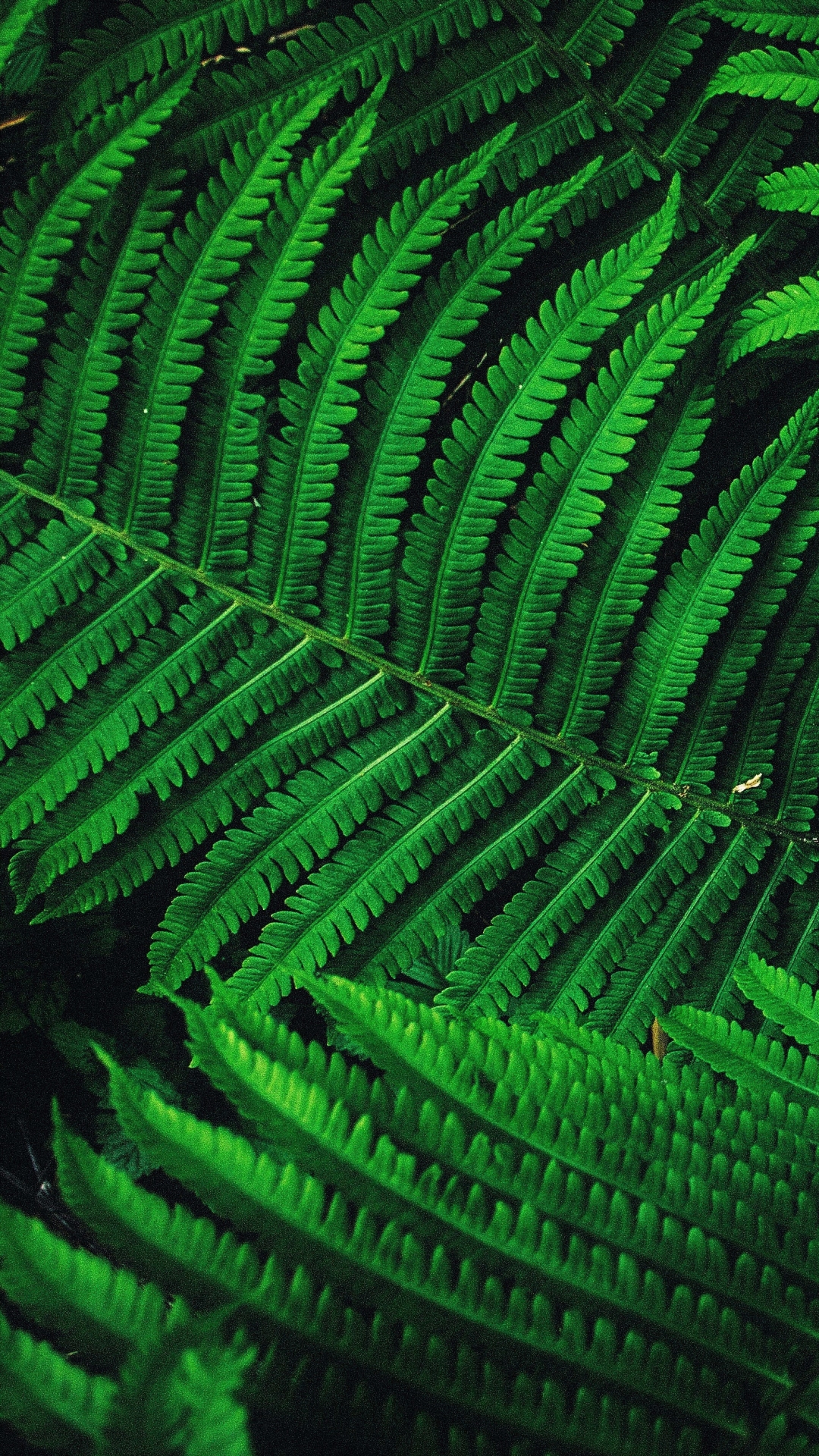 Fern Leaves - Mobile Abyss