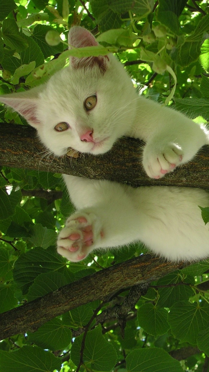 White Cat Relaxing In A Tree by Traumfaenger