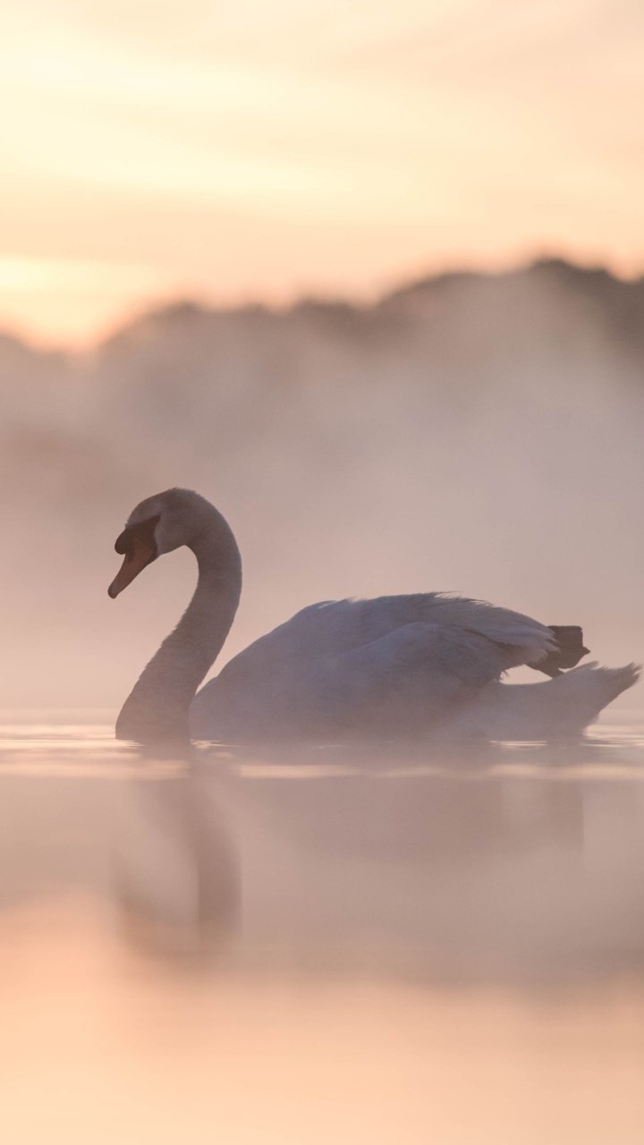 Download Water Fog Bird Swan Animal Mute Swan Phone Wallpaper