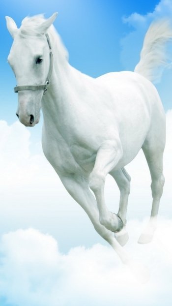 Animal horse Phone Wallpaper