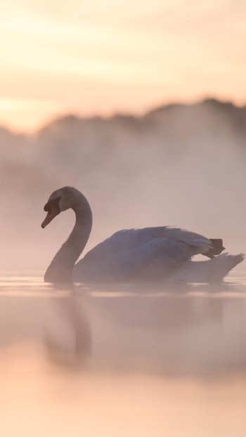 water fog reflection bird swan Animal mute swan Phone Wallpaper