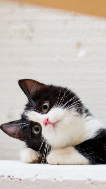 kitten Animal cat Phone Wallpaper