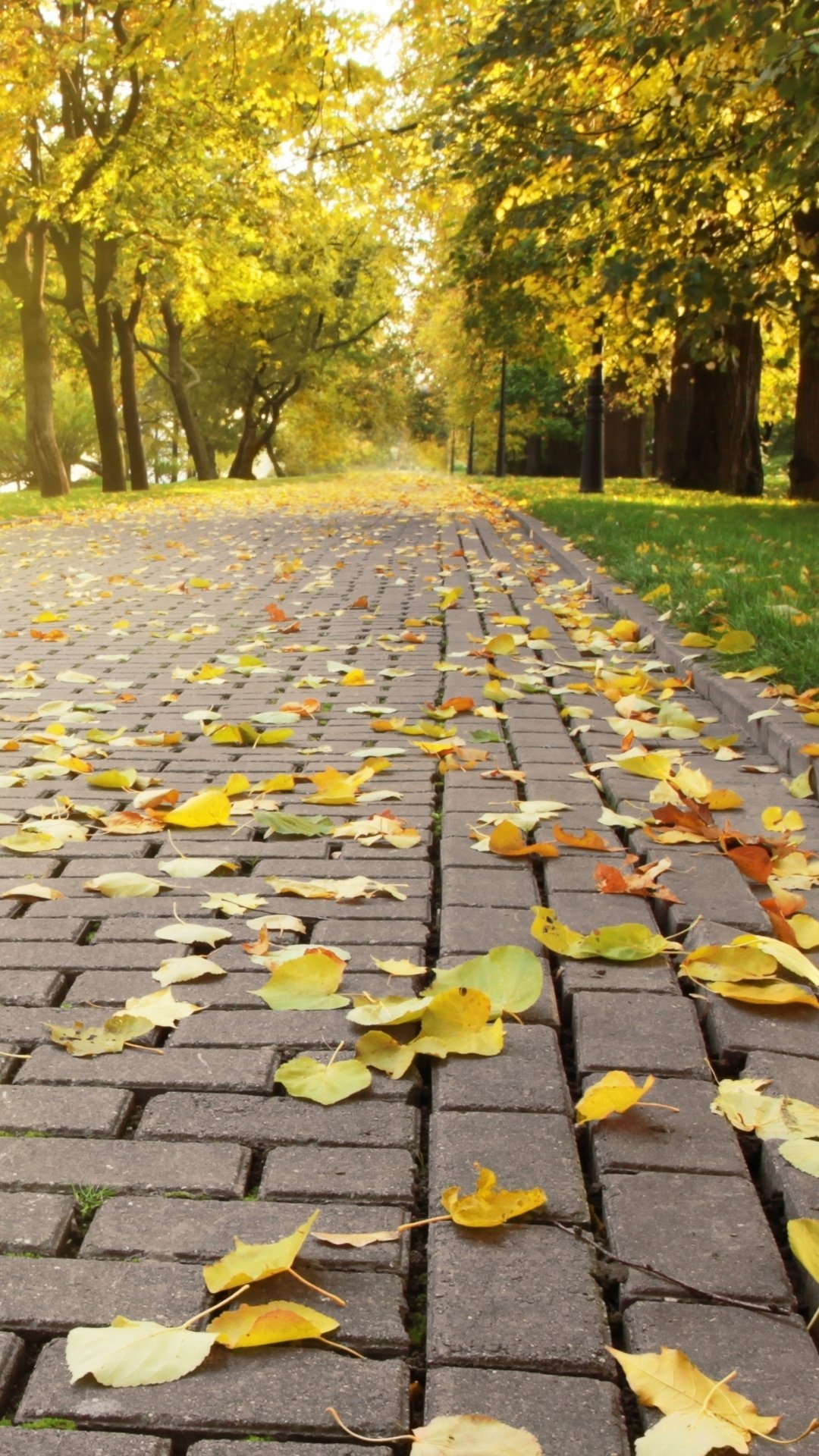 Download Photography Fall Phone Wallpaper