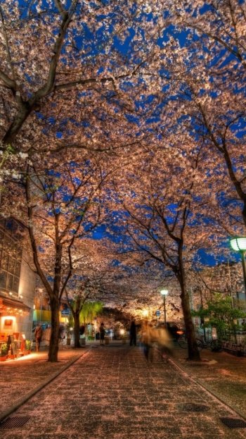  Streets of Kyoto