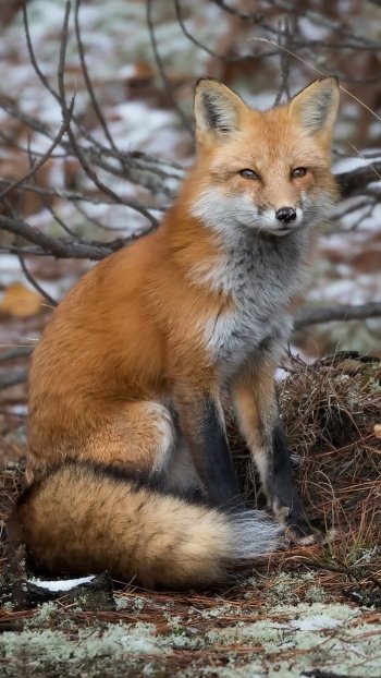 Animal fox Phone Wallpaper