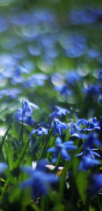 close-up bokeh blue flower nature flower Phone Wallpaper