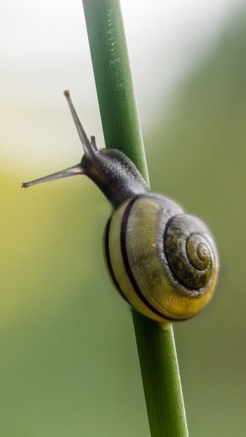 blur close-up Animal snail Phone Wallpaper