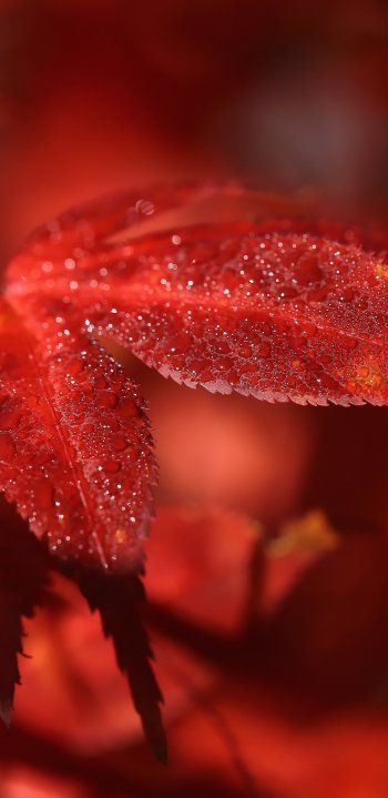 blur nature macro fall leaf Phone Wallpaper