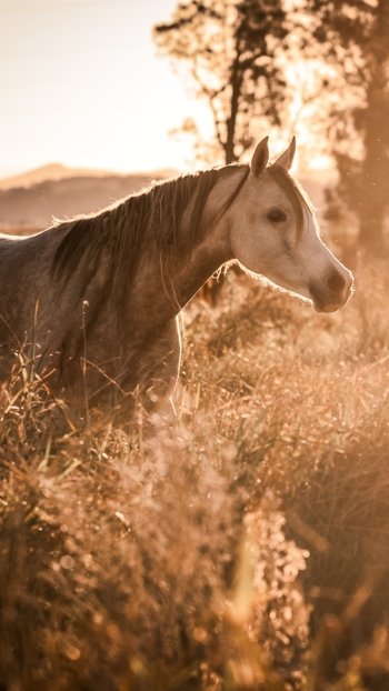 sunny Animal horse Phone Wallpaper