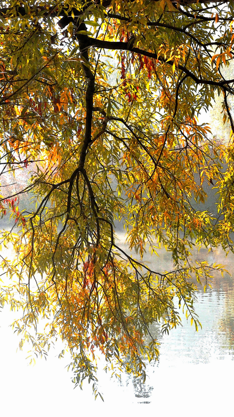 Autumn Branch over Lake