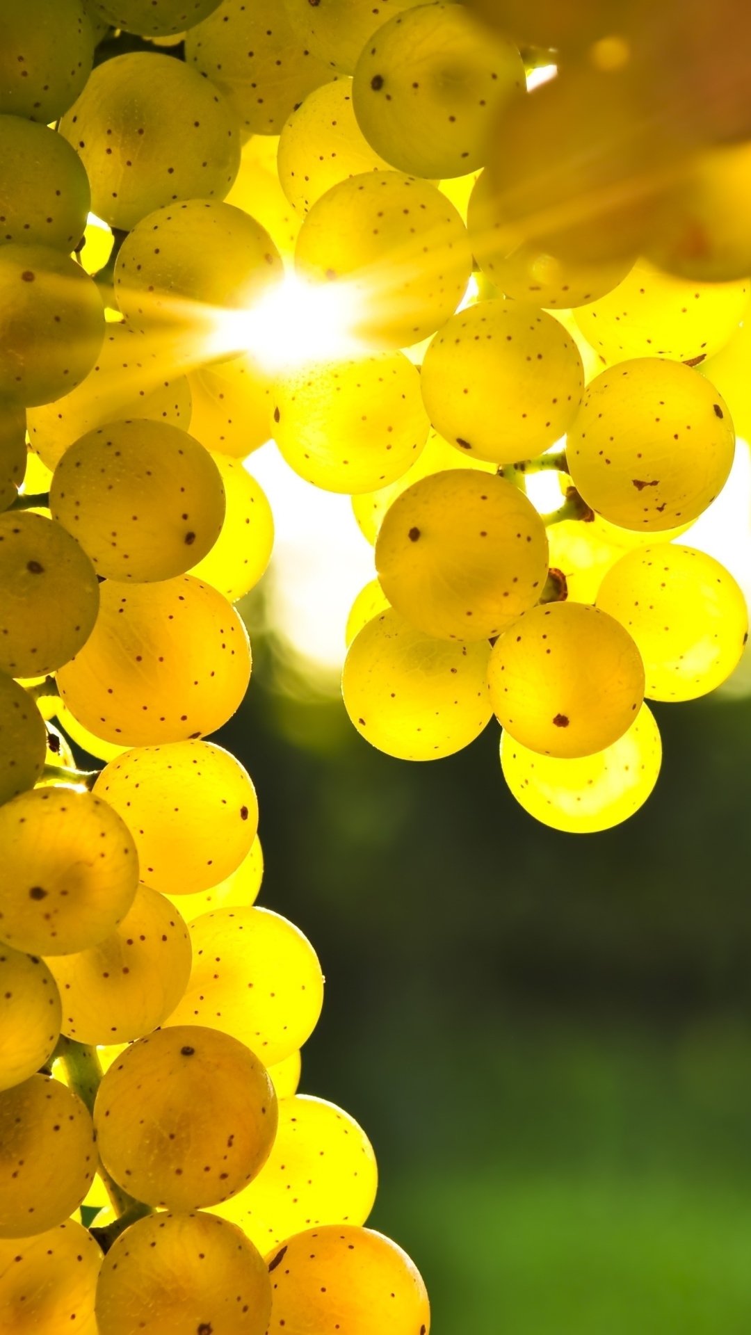 Download Food Grapes Phone Wallpaper