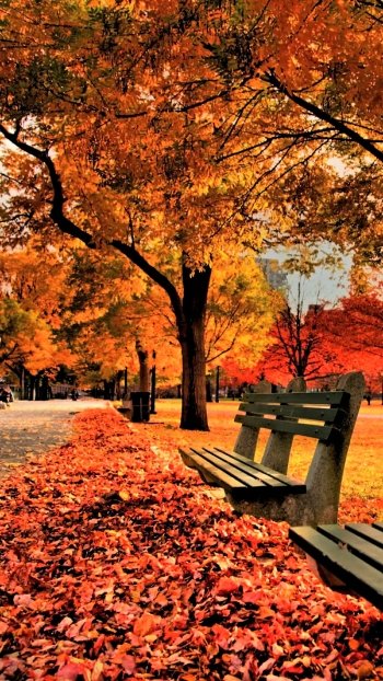  Autumn Park