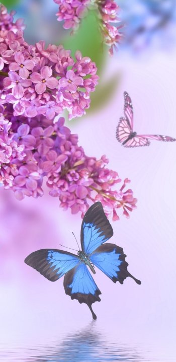 butterfly pink flower blue flower spring flower nature lilac Phone Wallpaper