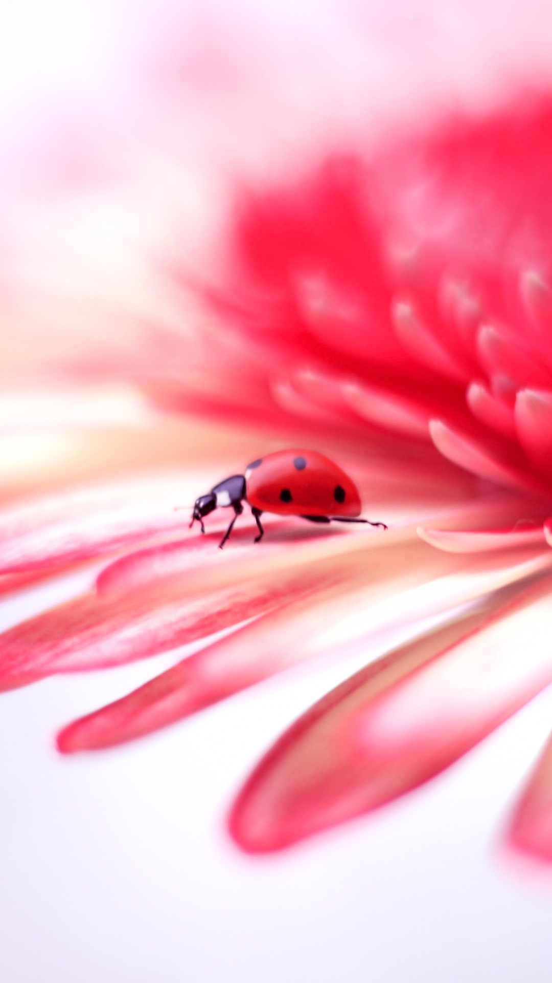 Ladybird Fabric, Wallpaper and Home Decor | Spoonflower