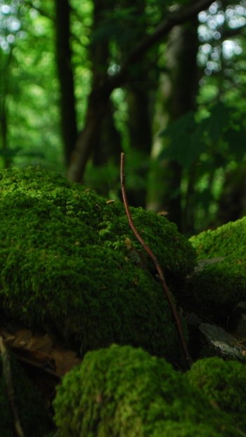 nature moss Phone Wallpaper