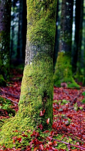 tree moss nature forest Phone Wallpaper