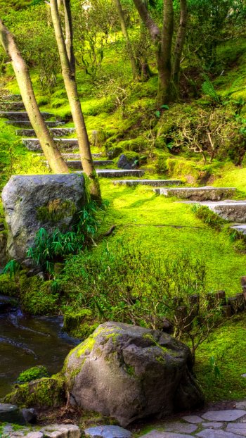 stream nature stairs grass moss photography park Phone Wallpaper