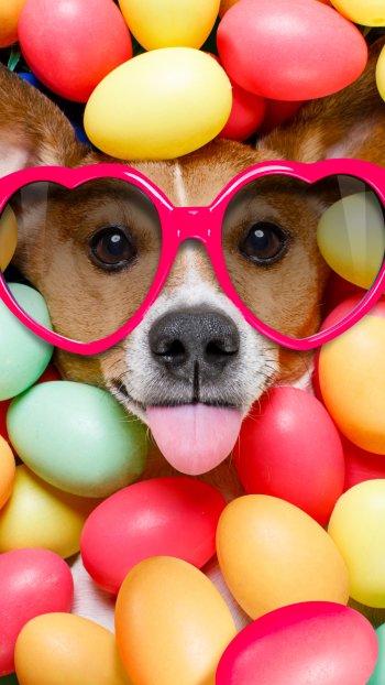 colorful colors muzzle easter egg sunglasses funny dog Phone Wallpaper